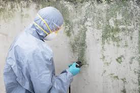 Best Mold Remediation for Healthcare Facilities  in Dumas, TX